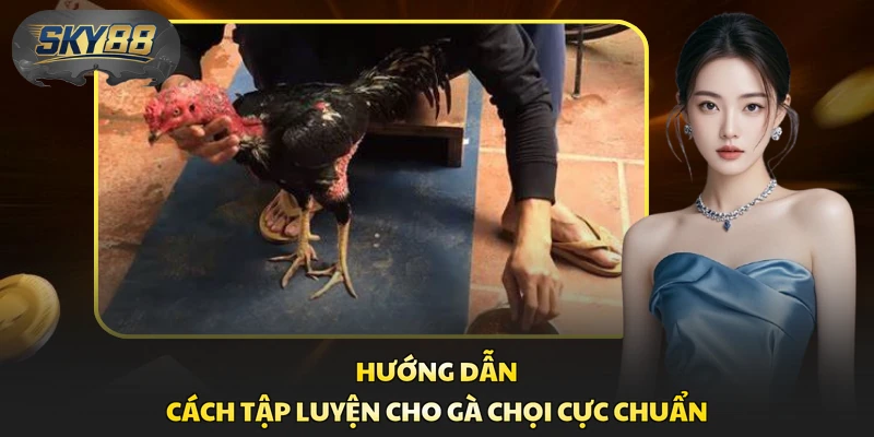 Hướng dẫn cách tập luyện cho gà chọi cực chuẩn
